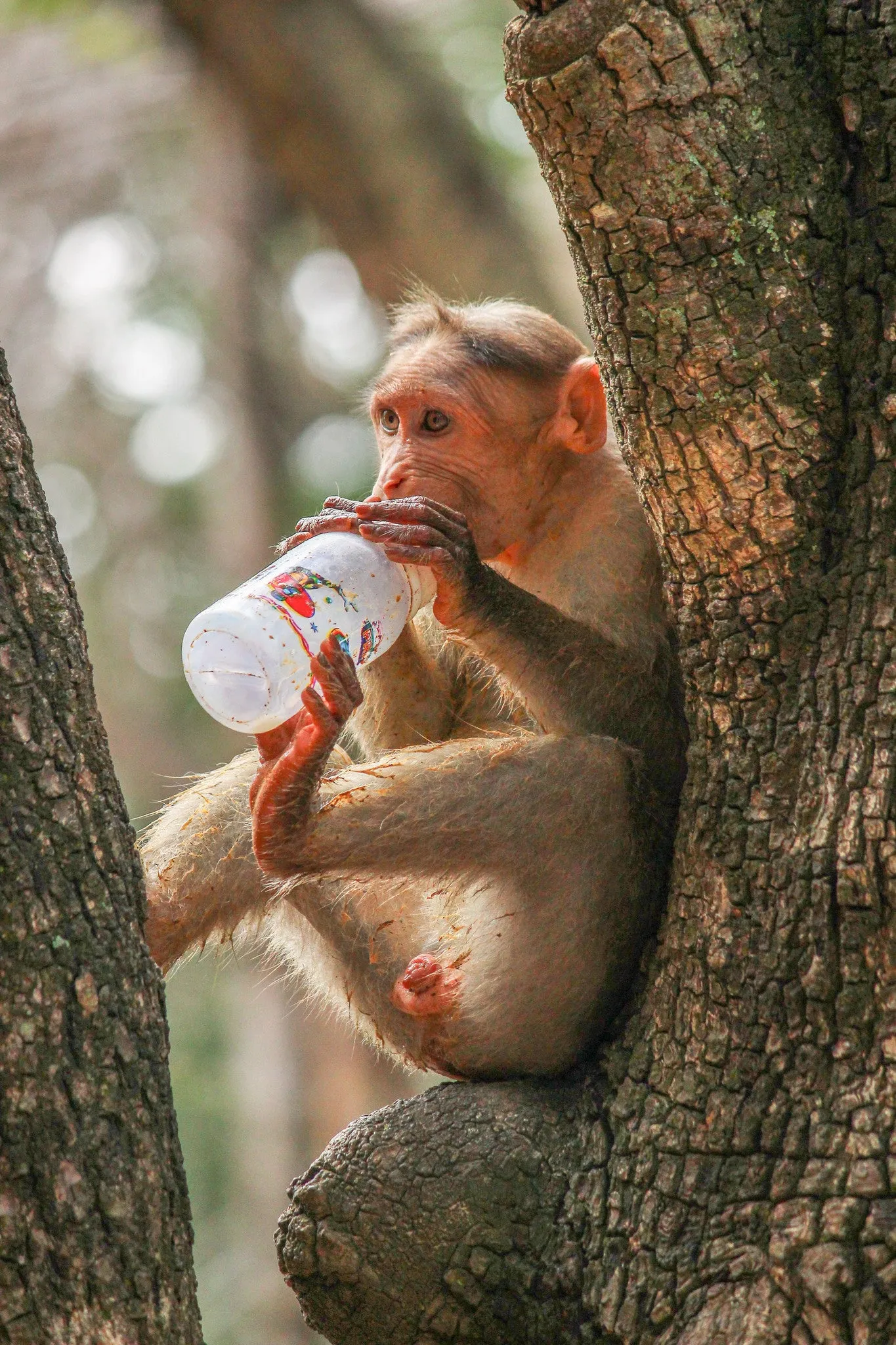 Playful Monkey - Art Prints